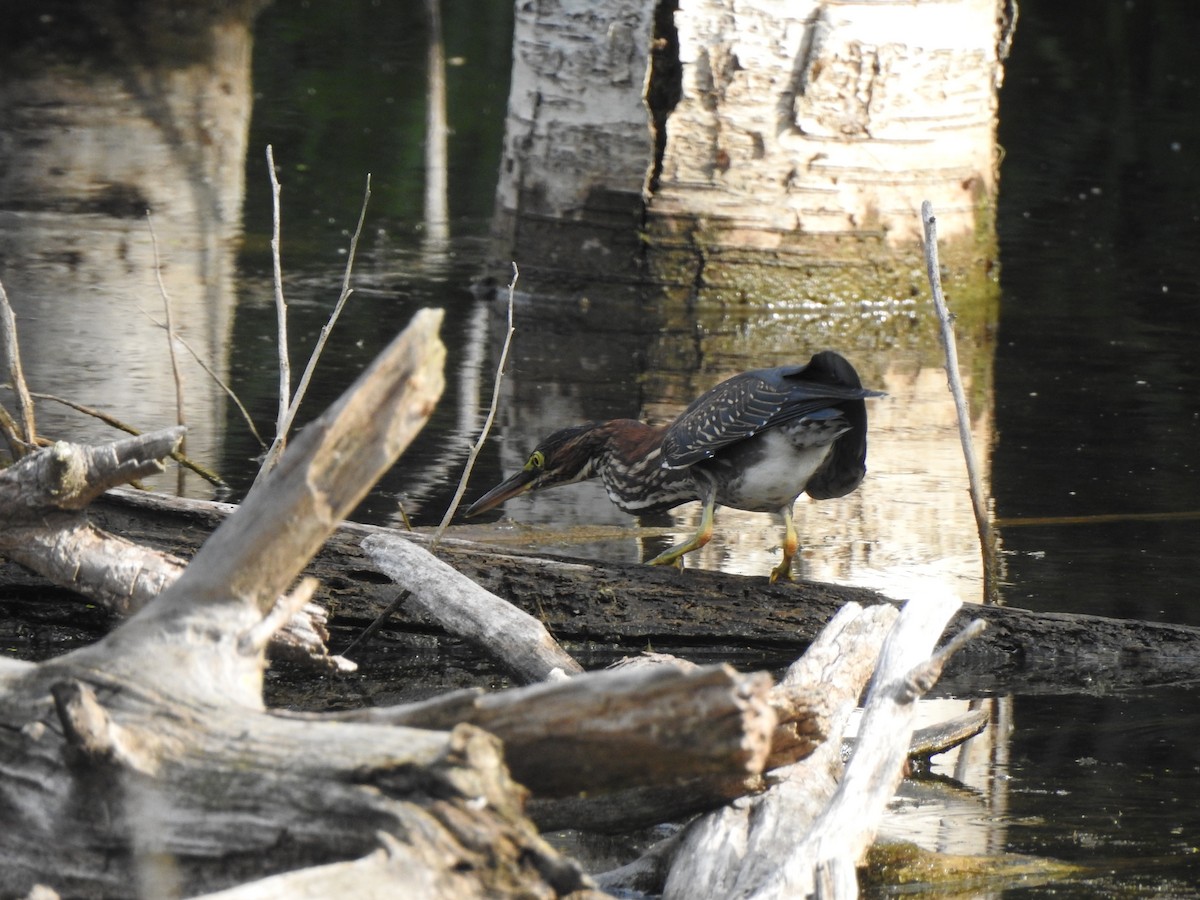 Green Heron - ML640137225
