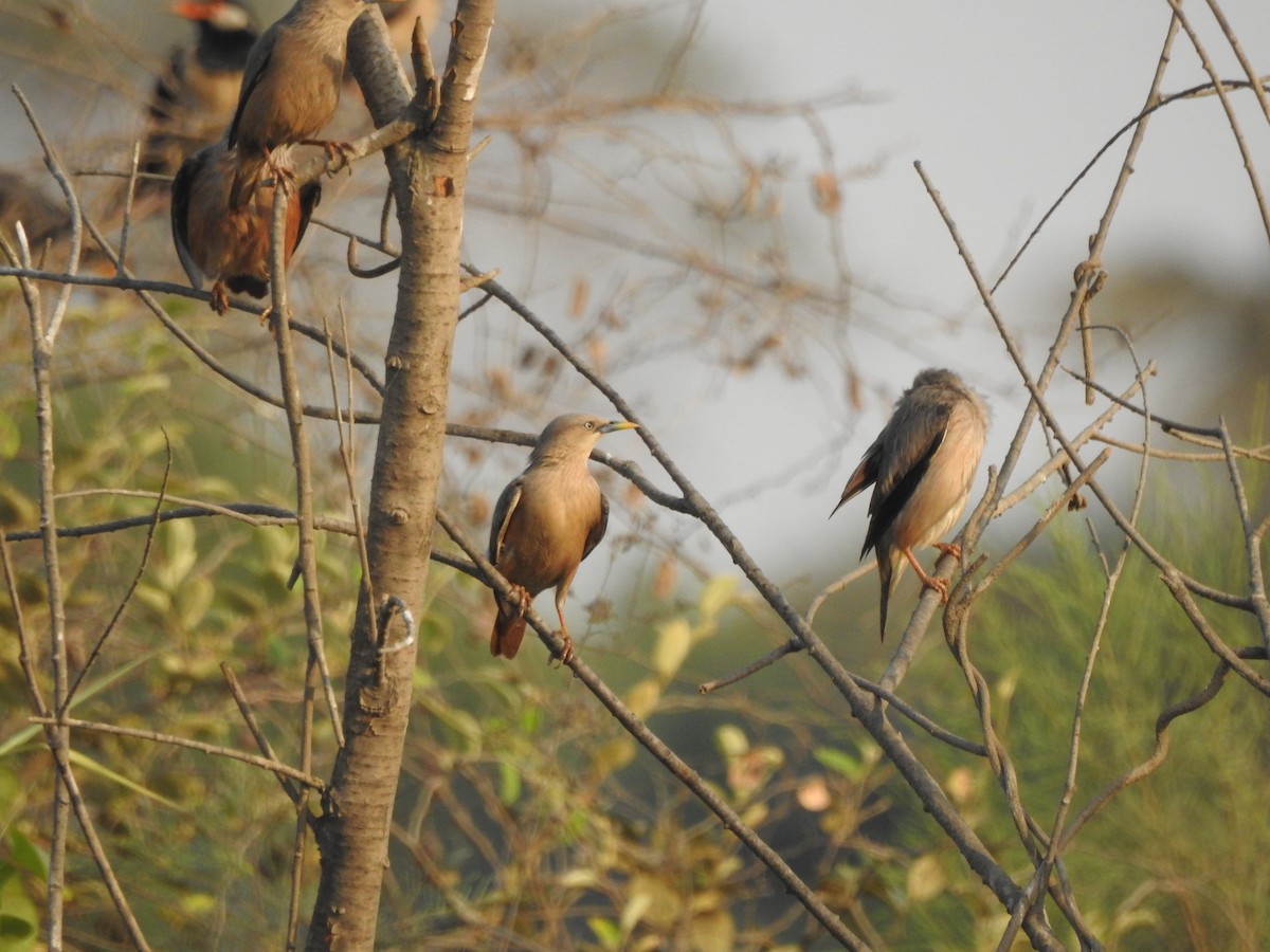 Chestnut-tailed Starling - ML640137243