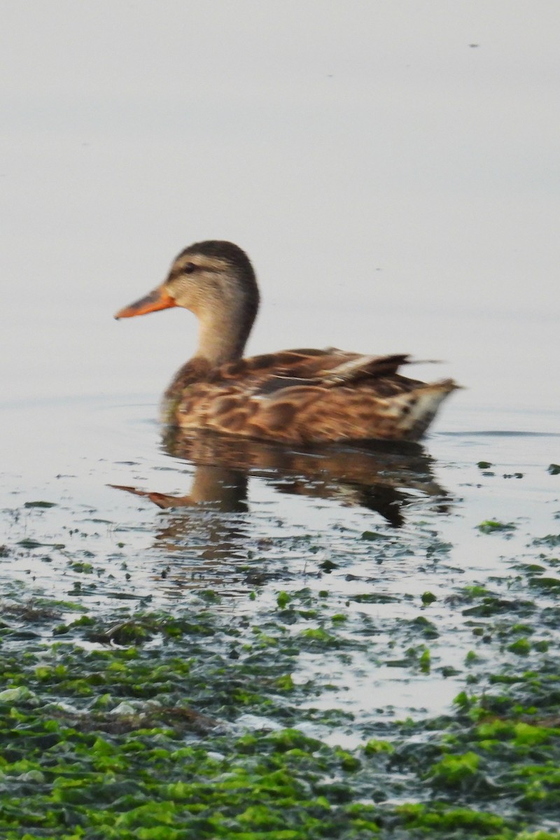 Stockente - ML640137264