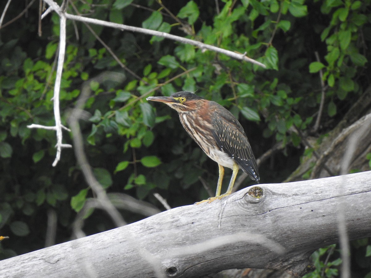 Green Heron - ML640137271