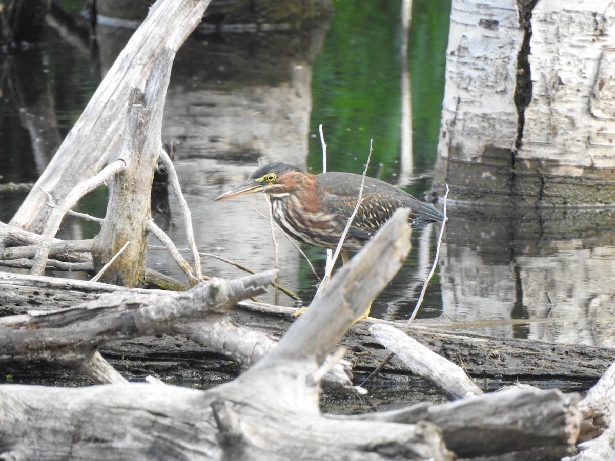 Green Heron - ML640137272