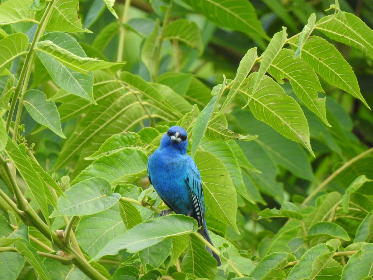 Indigo Bunting - ML640137312