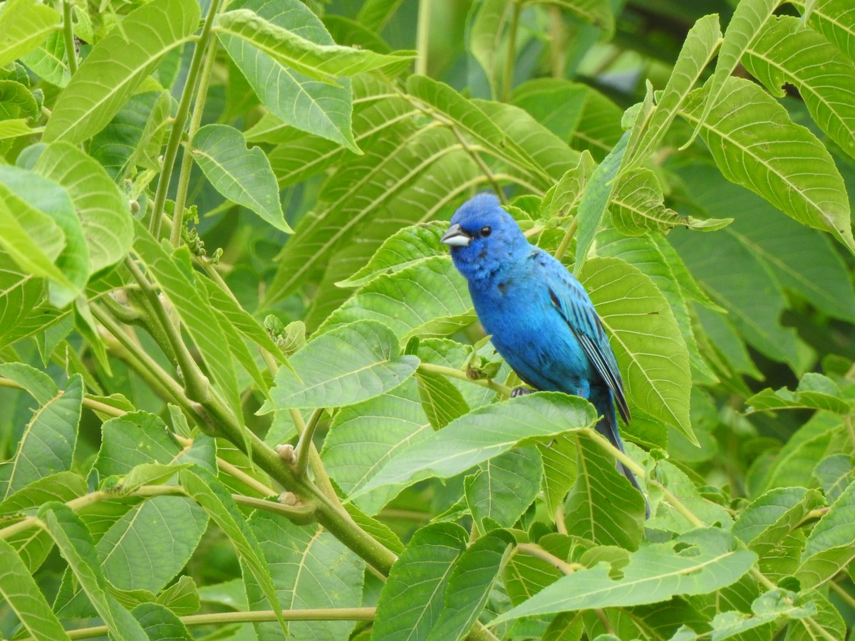 Indigo Bunting - ML640137313