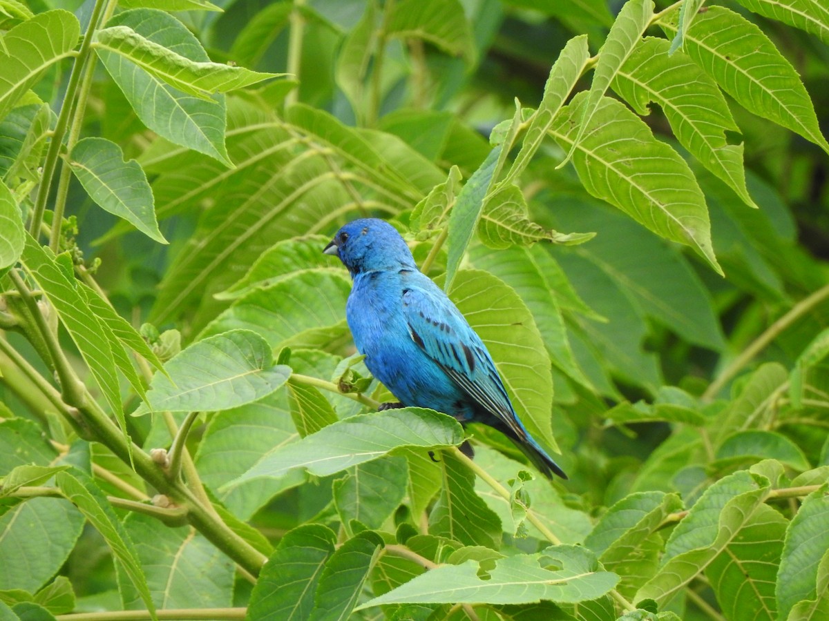 Indigo Bunting - ML640137314