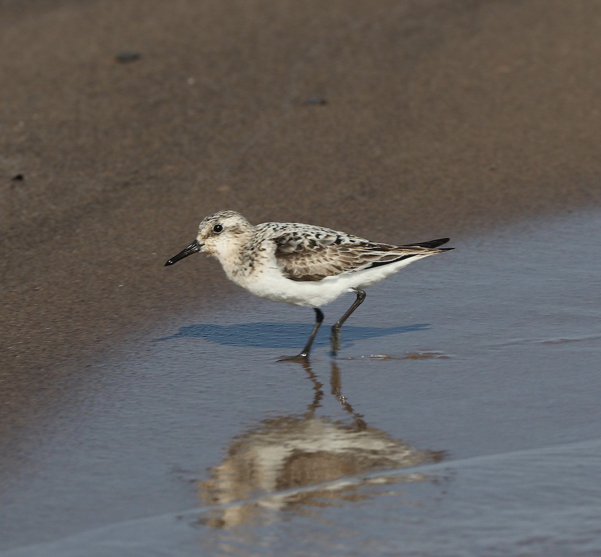 Sanderling - ML640137330