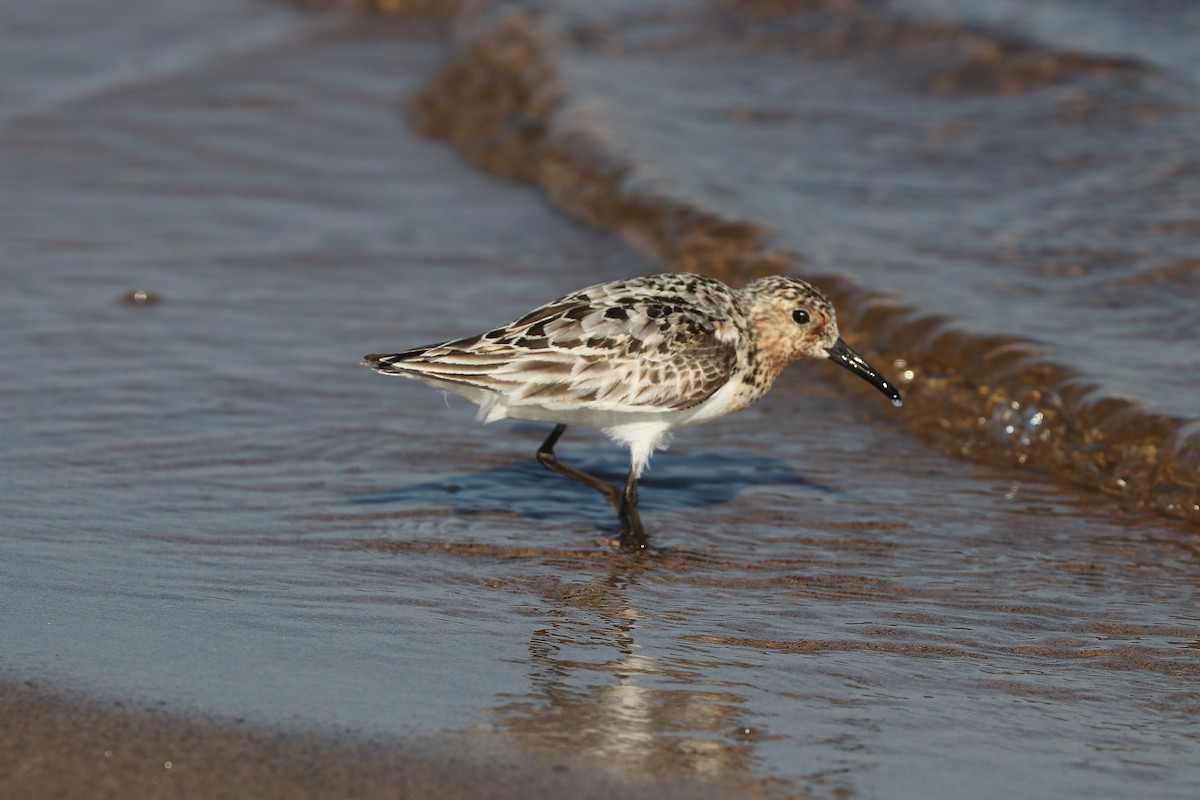 Sanderling - ML640137331