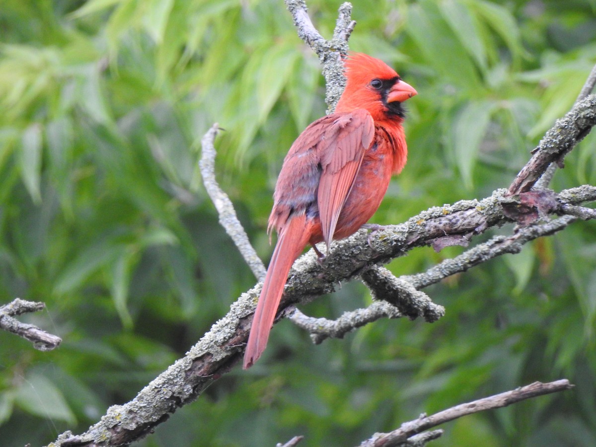 Northern Cardinal - ML640137351