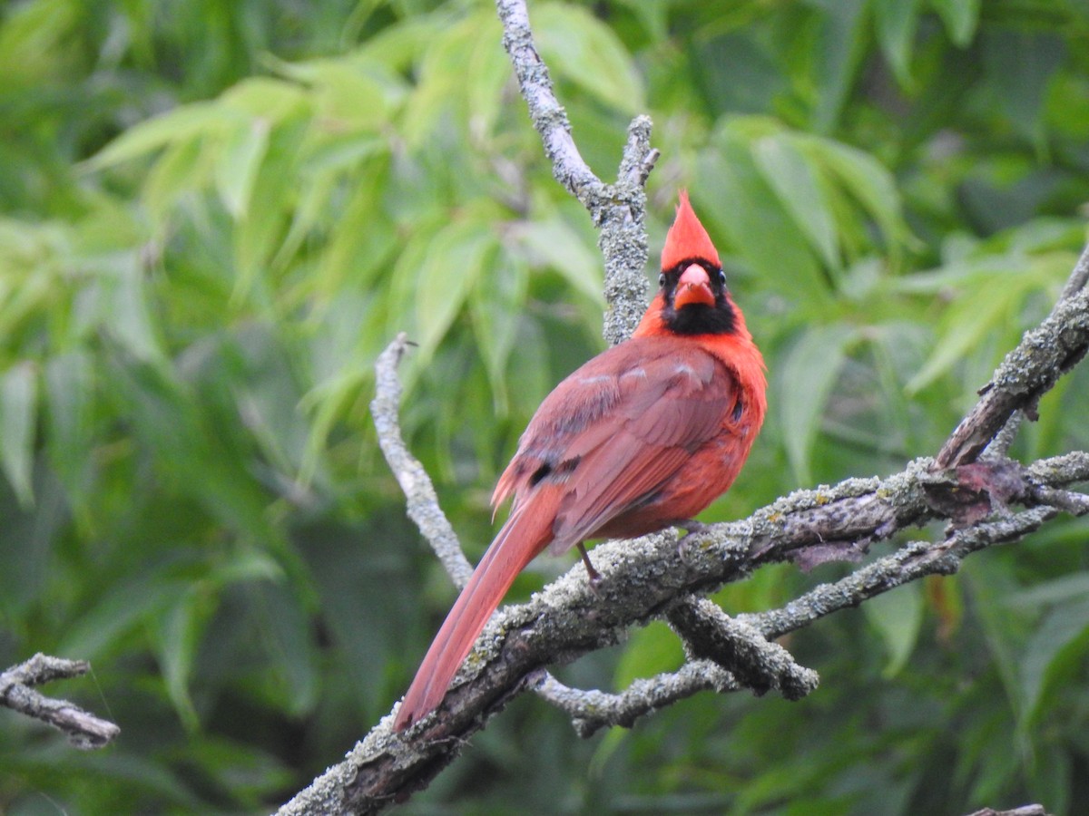 Northern Cardinal - ML640137352