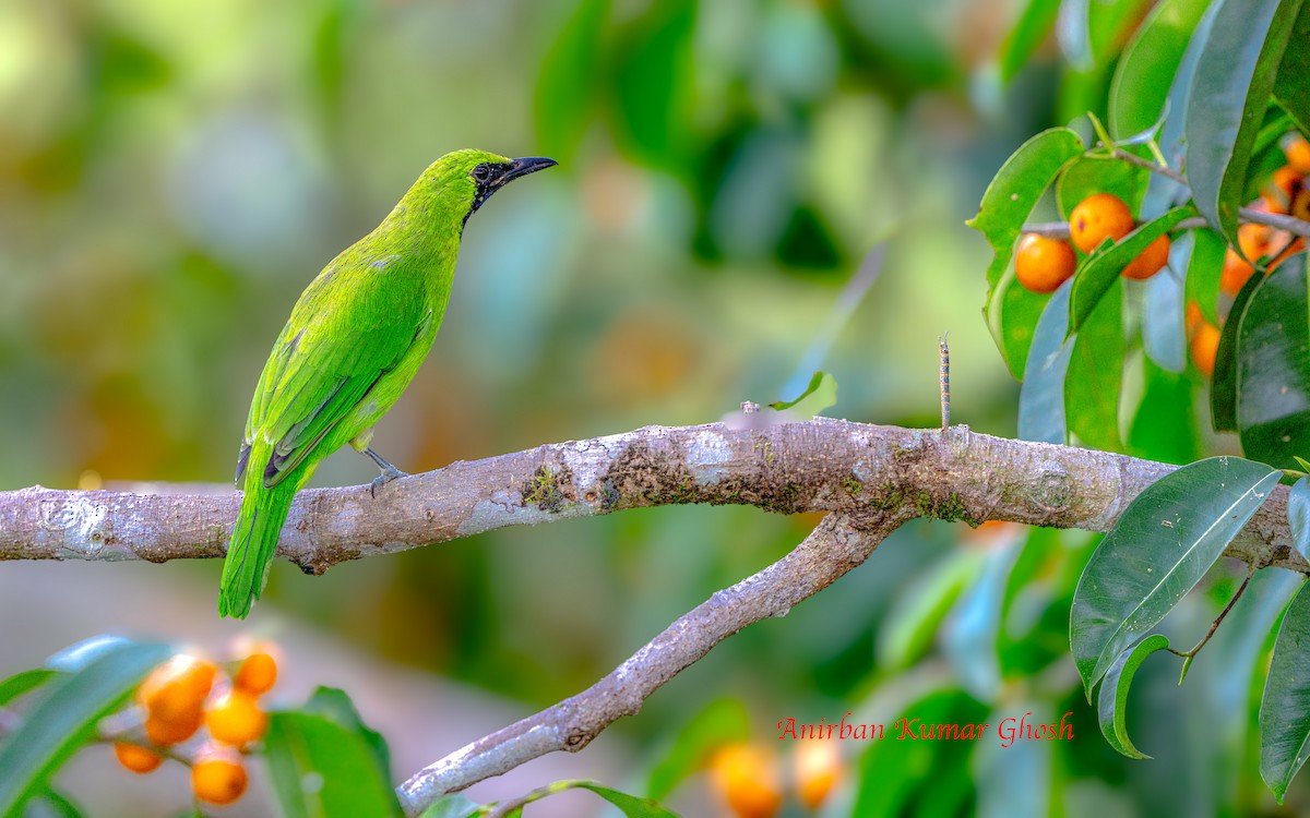 Greater Green Leafbird - ML640137396