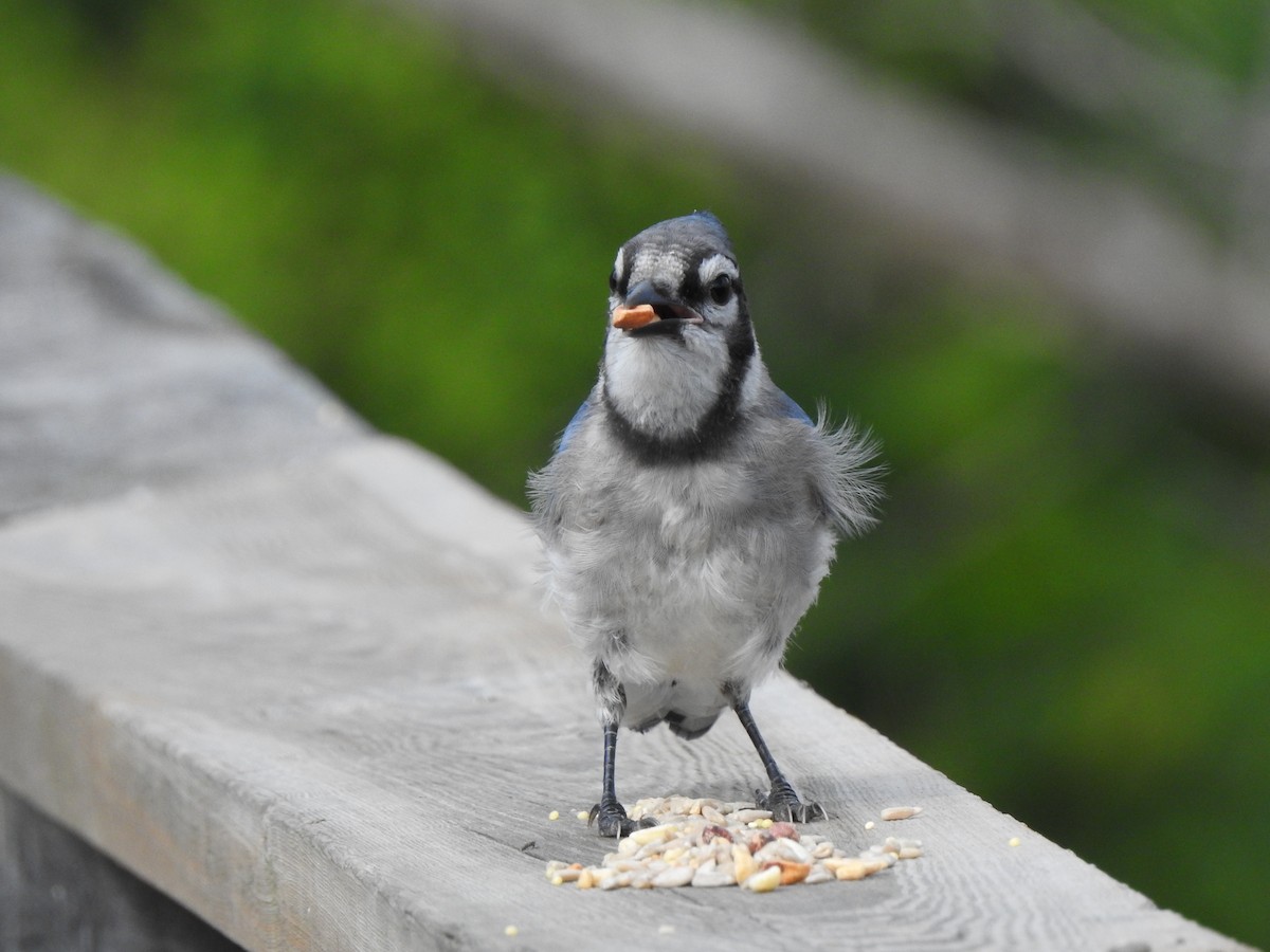 Blue Jay - ML640137397