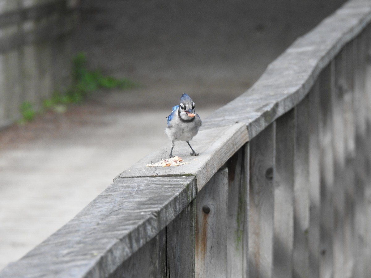 Blue Jay - ML640137398