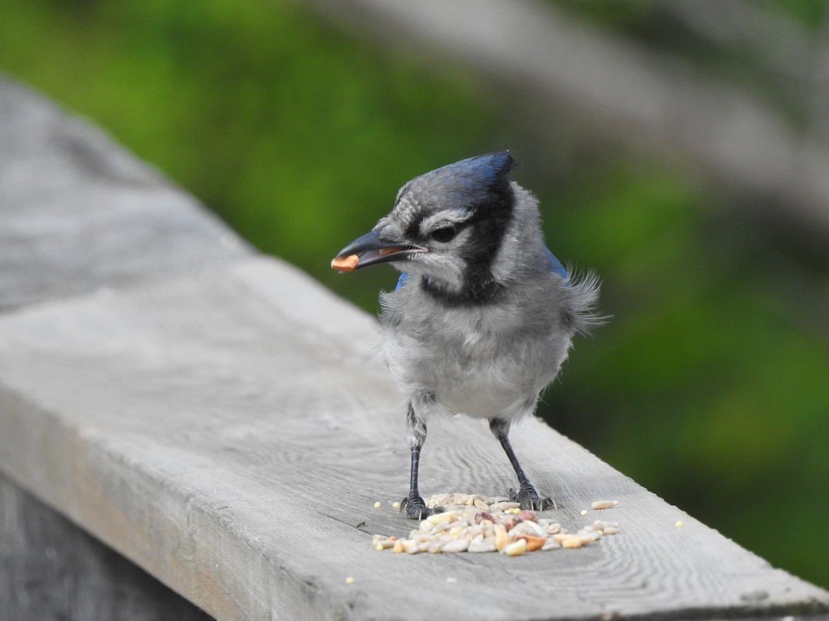 Blue Jay - ML640137399