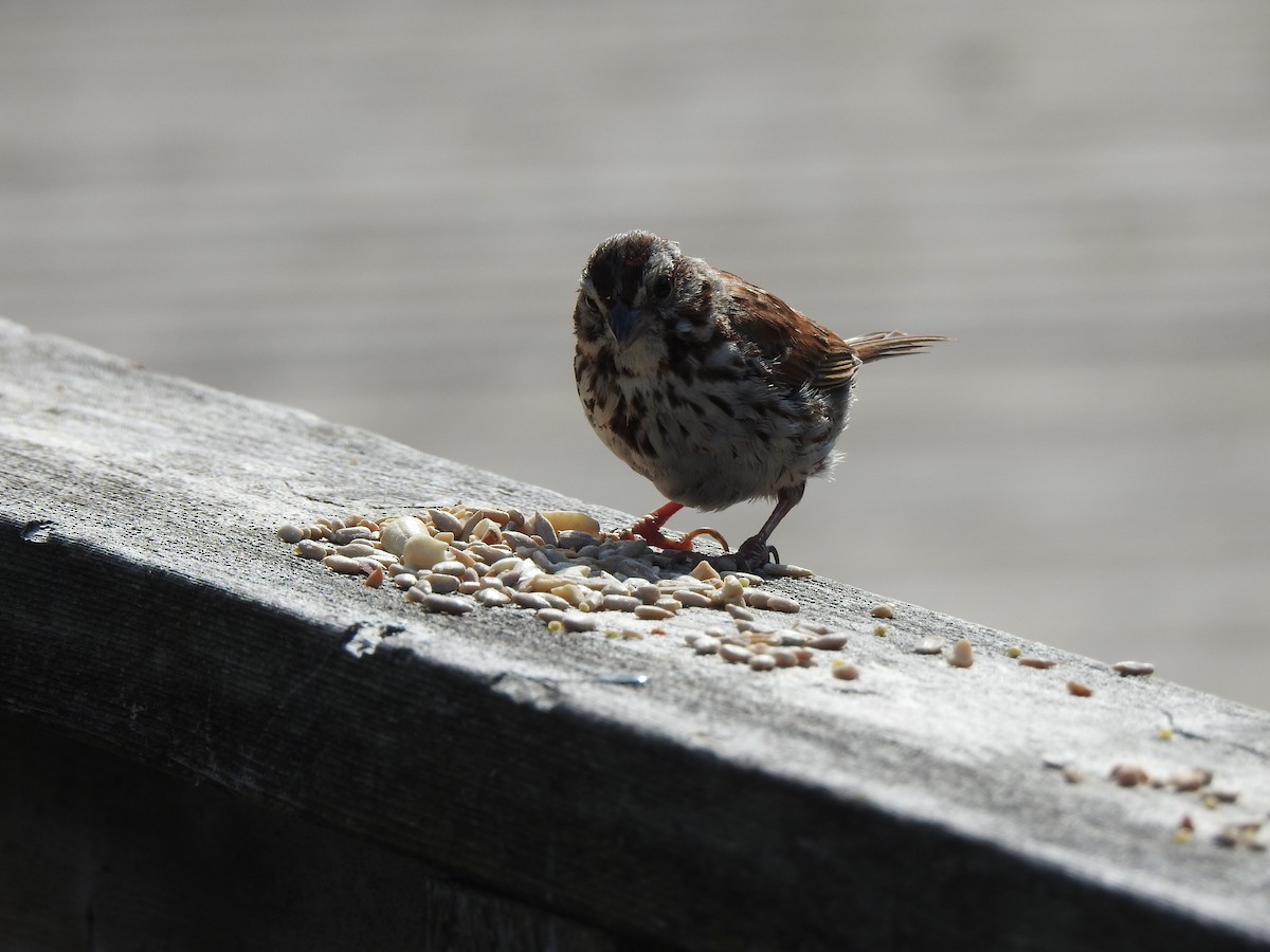 Song Sparrow - ML640137424