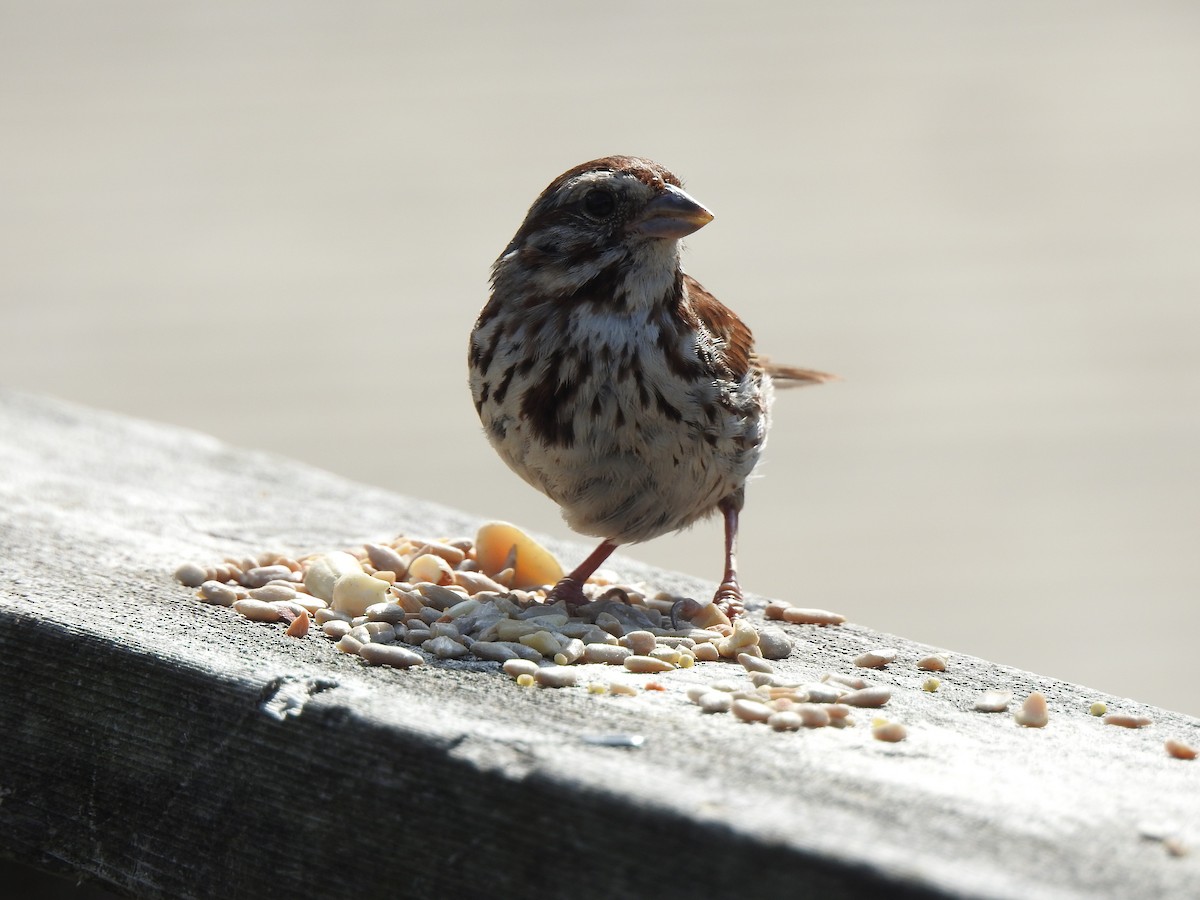 Song Sparrow - ML640137425