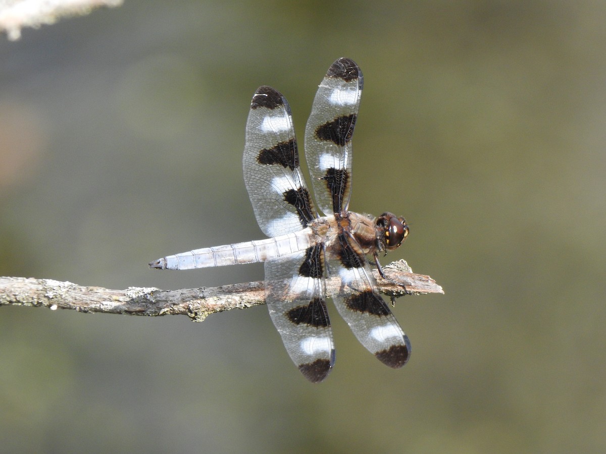 Twelve-spotted Skimmer - ML640137452