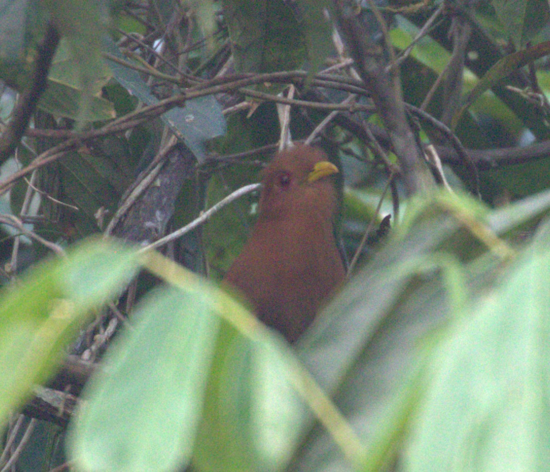 Little Cuckoo - ML640137456