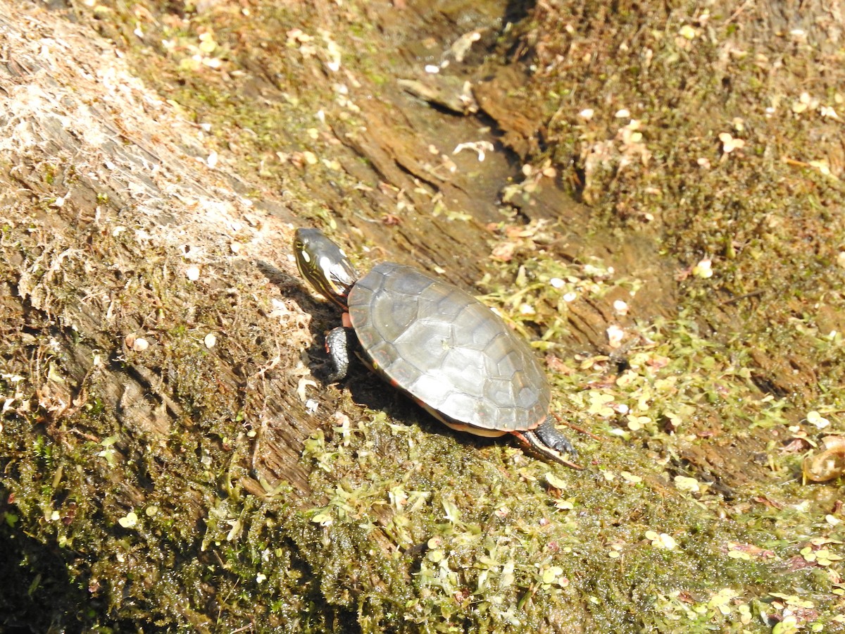 Eastern Painted Turtle - ML640137465