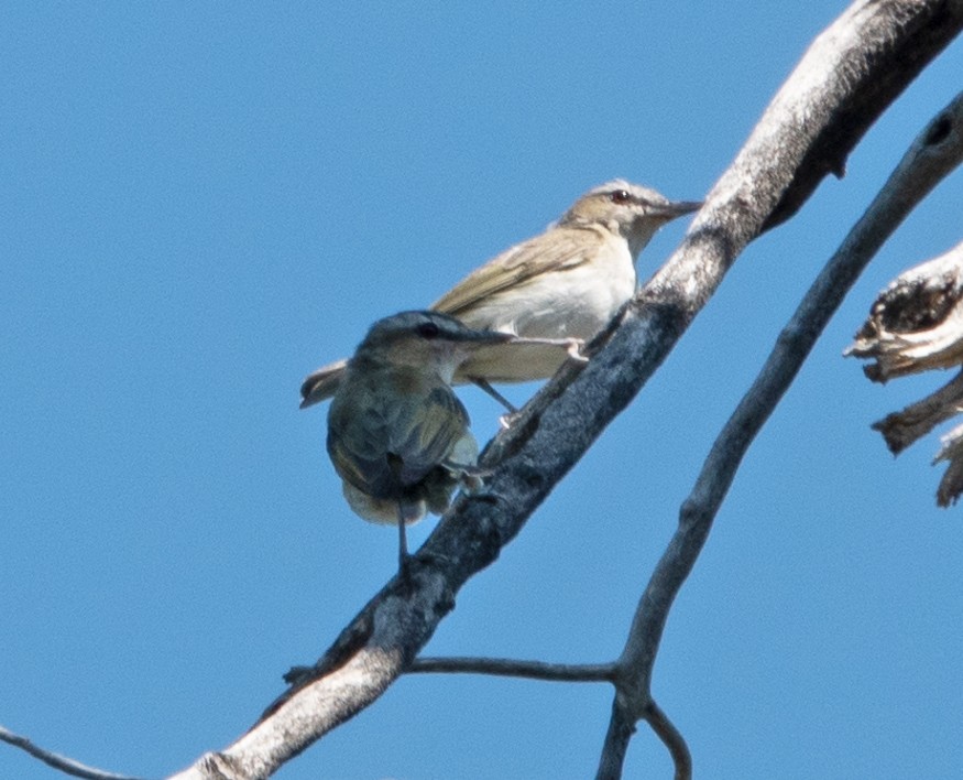 Rotaugenvireo - ML640137512