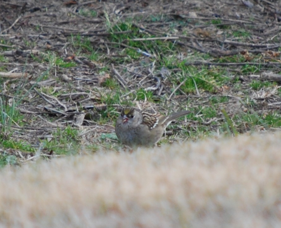 Golden-crowned Sparrow - ML640137537