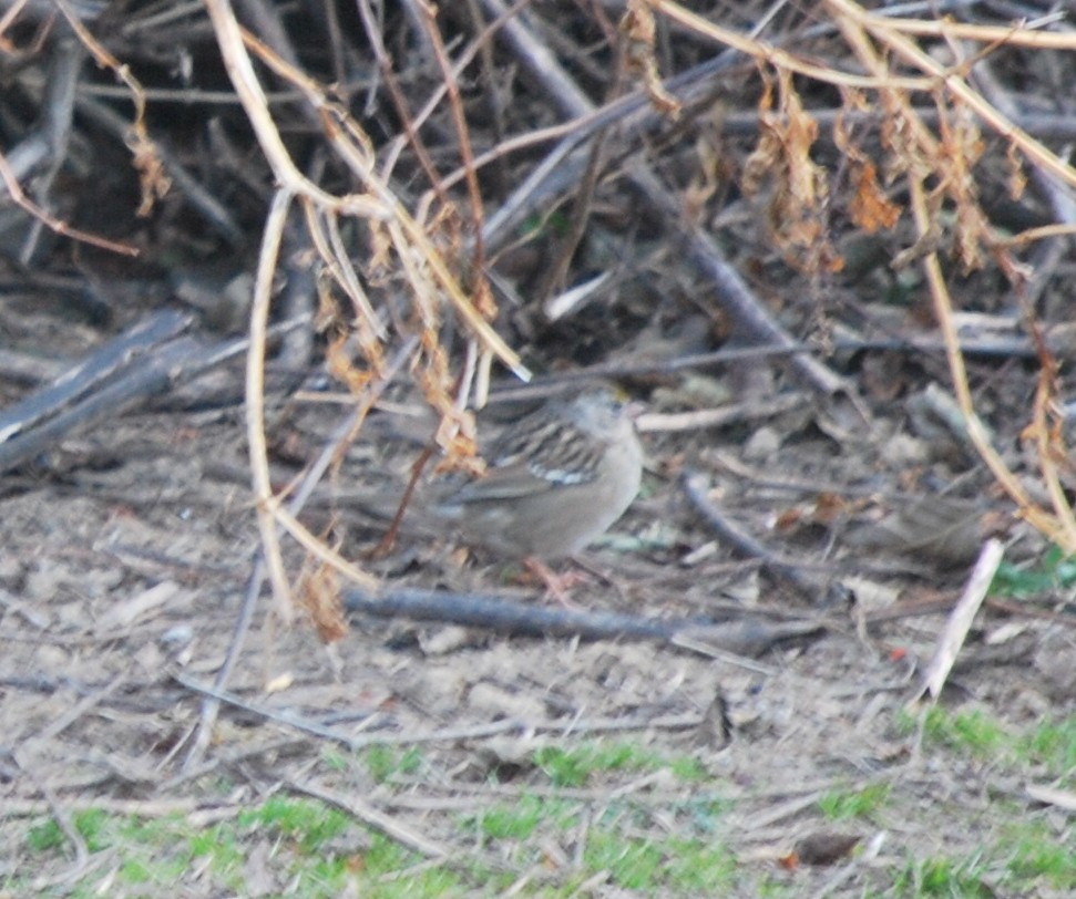 Golden-crowned Sparrow - ML640137538