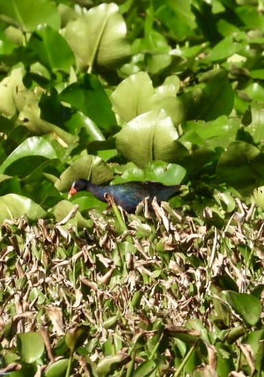 Purple Gallinule - ML640137629