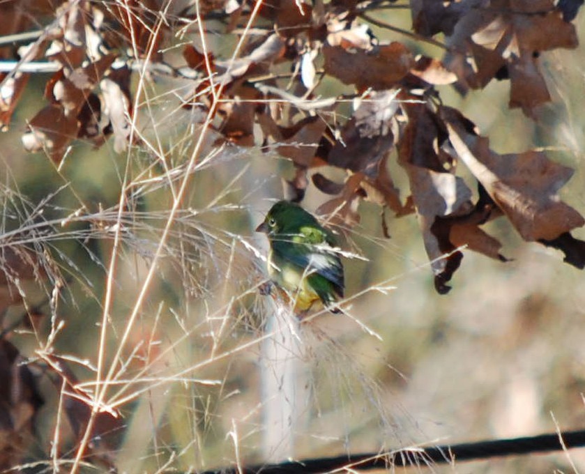 Painted Bunting - ML640137642