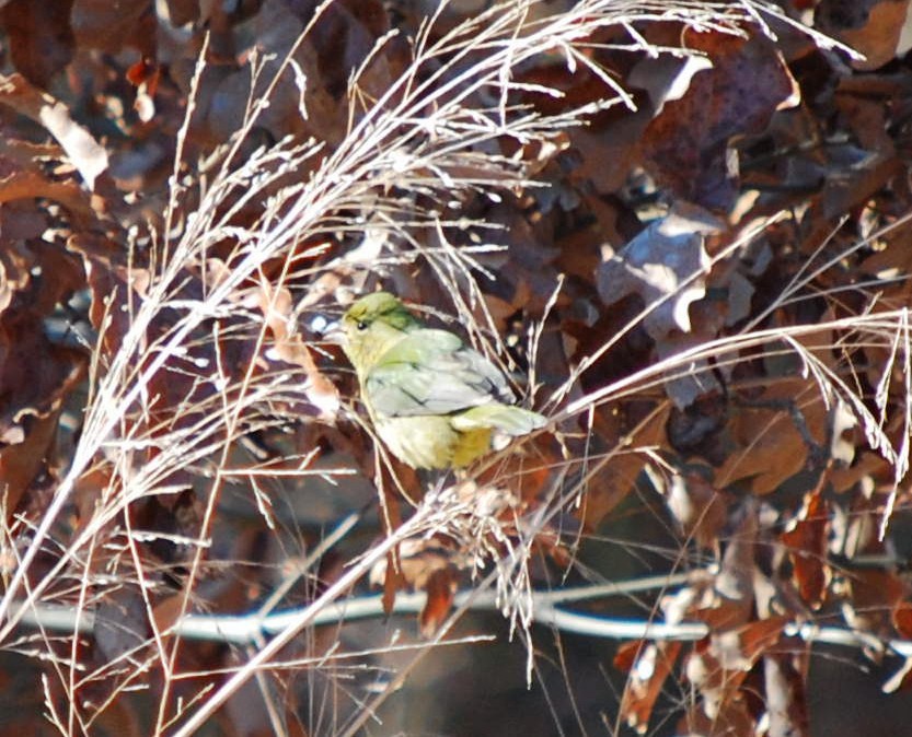 Painted Bunting - ML640137662