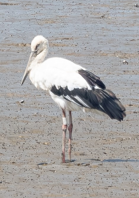 Oriental Stork - ML640137676