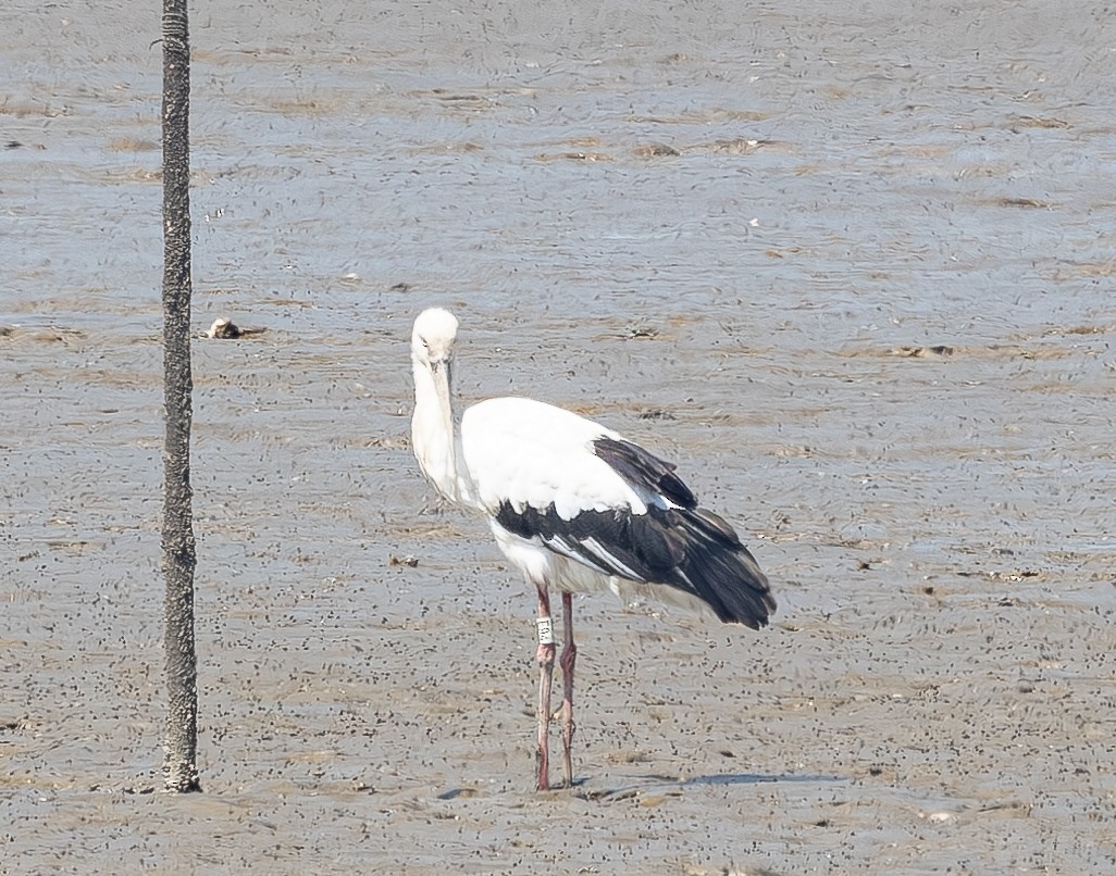 Oriental Stork - ML640137677