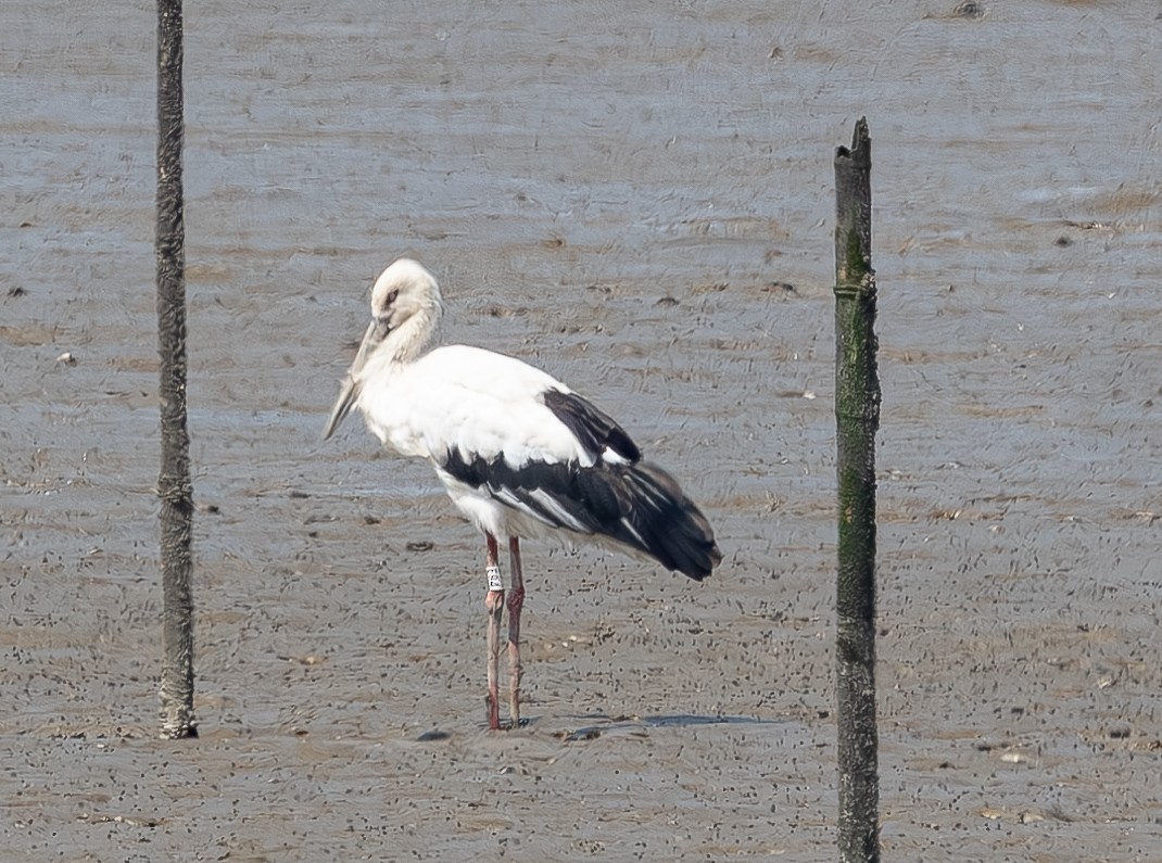 Oriental Stork - ML640137678