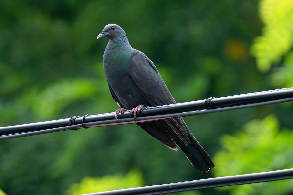 Black Wood-Pigeon - ML640137740