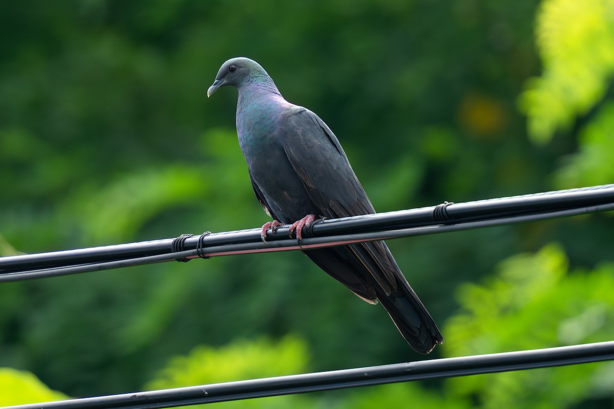 Black Wood-Pigeon - ML640137741