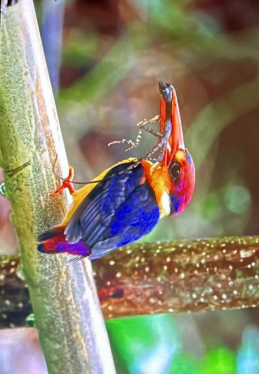 Black-backed Dwarf-Kingfisher - ML640137742