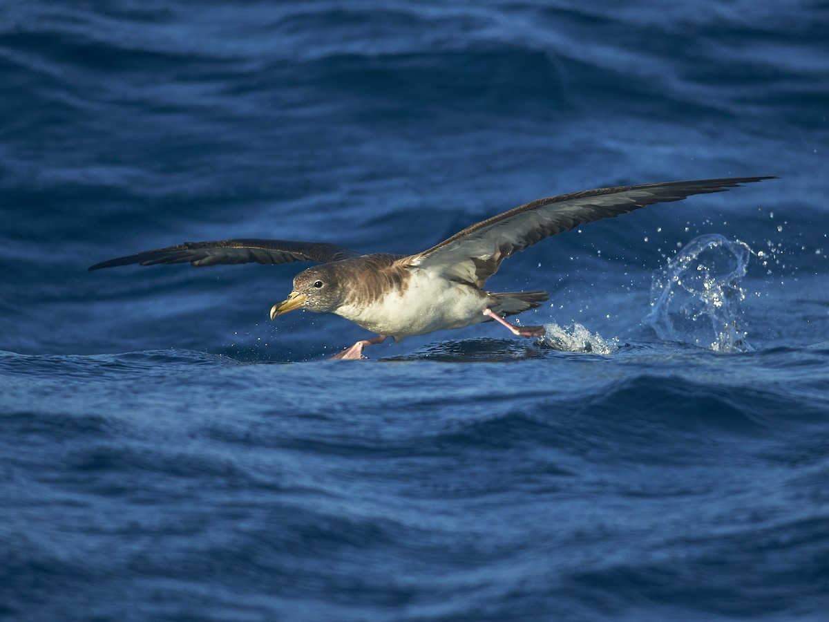 Cory's Shearwater - ML640137766