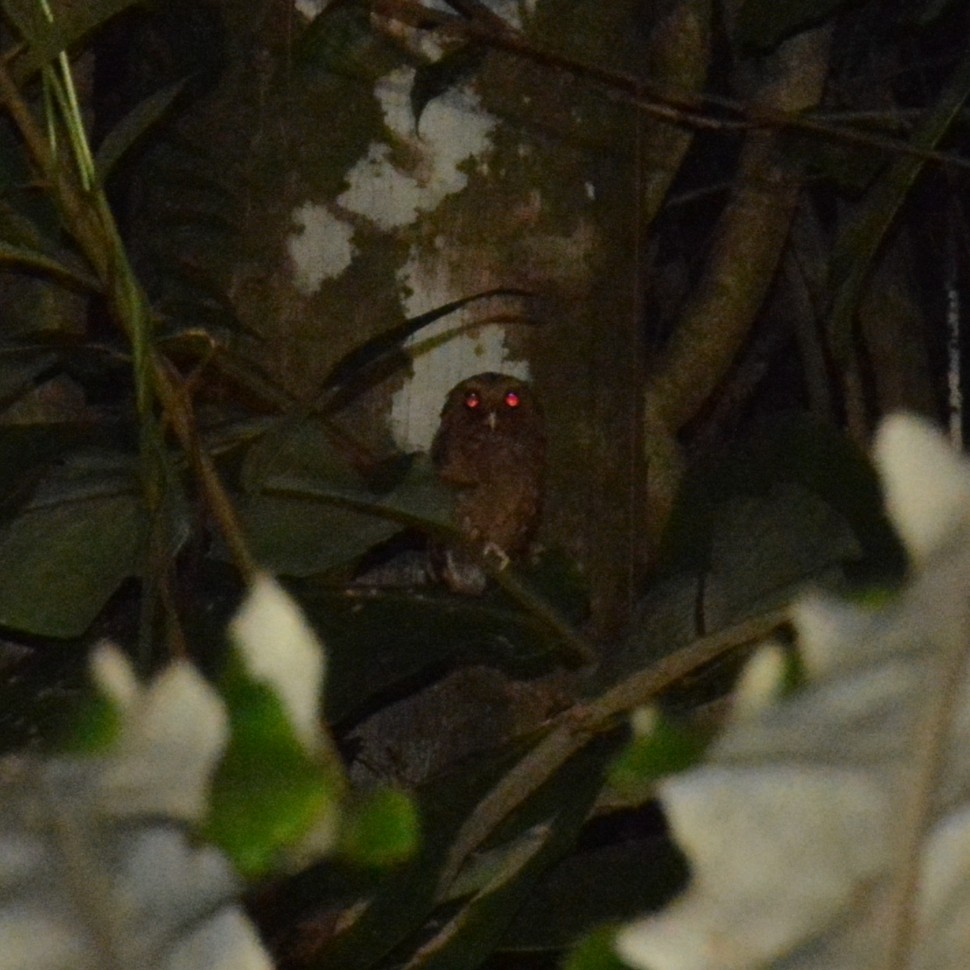 Reddish Scops-Owl - ML640137797