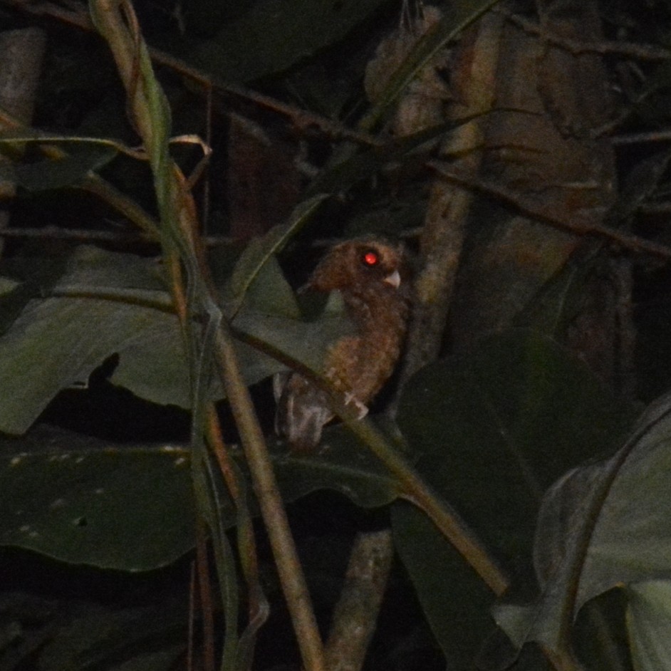 Reddish Scops-Owl - ML640137798