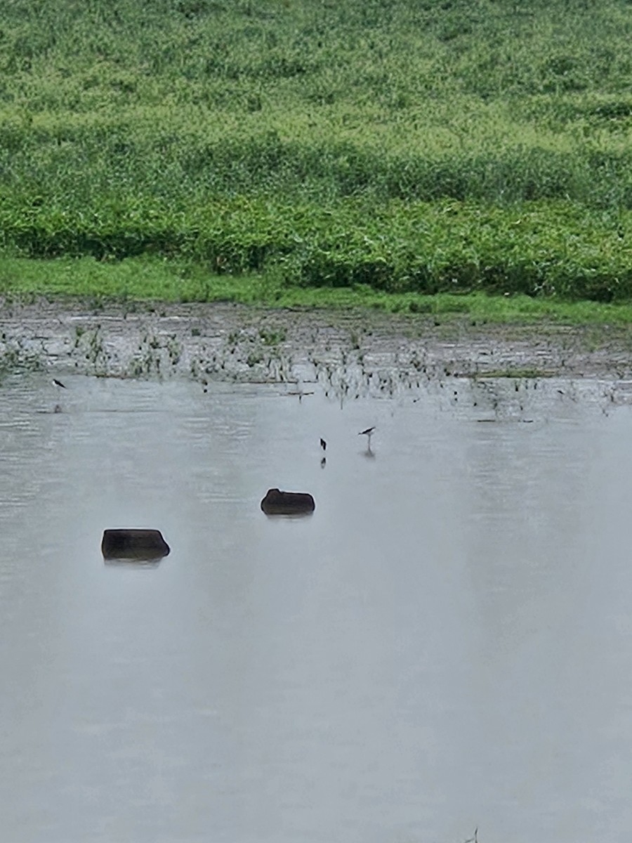 Black-necked Stilt - ML640137866