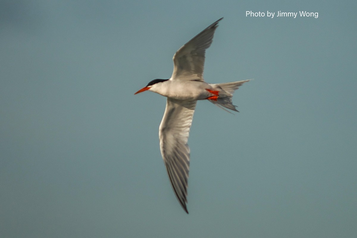 Roseate Tern - ML640137875