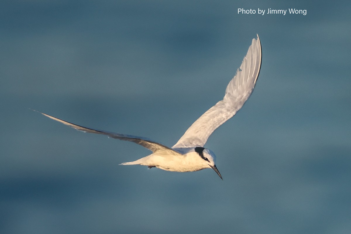 Black-naped Tern - ML640137880