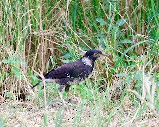 myna/starling sp. - eBird