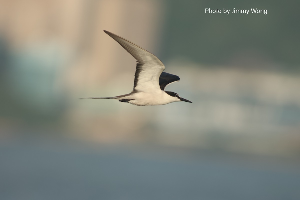 Bridled Tern - ML640137885