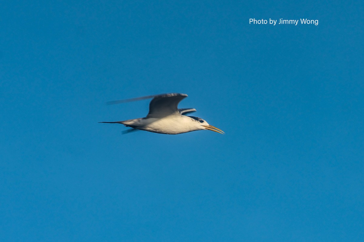 Great Crested Tern - ML640137890