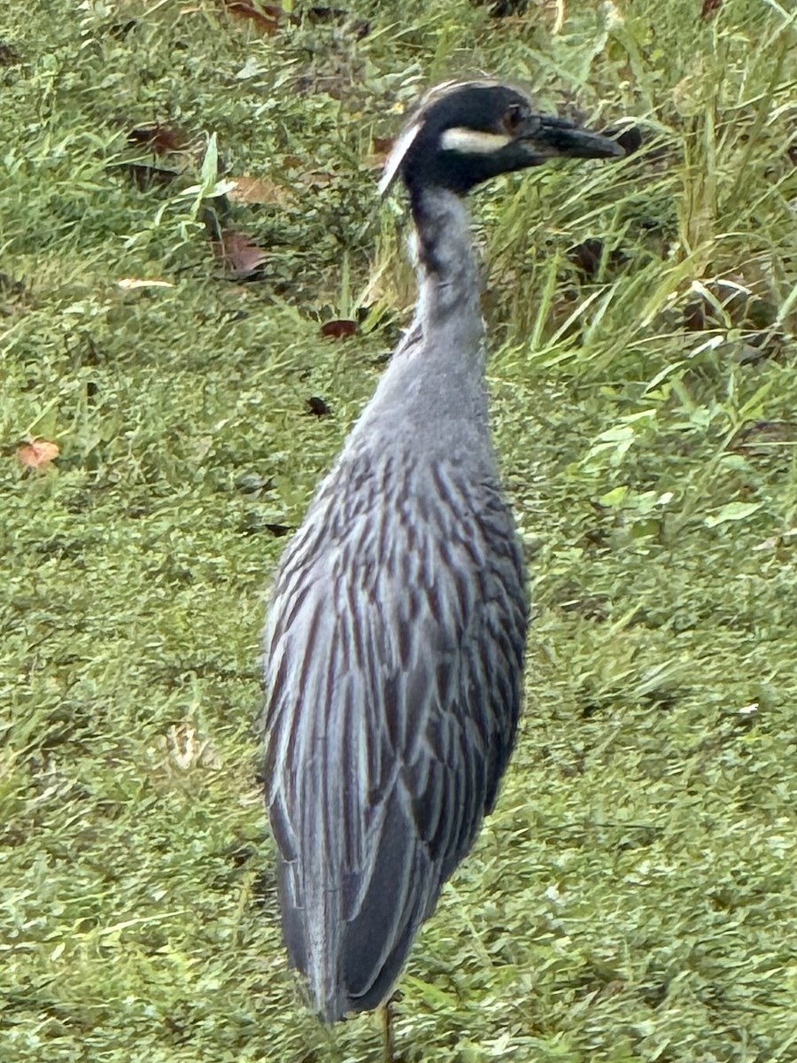 Krabbenreiher - ML640137902