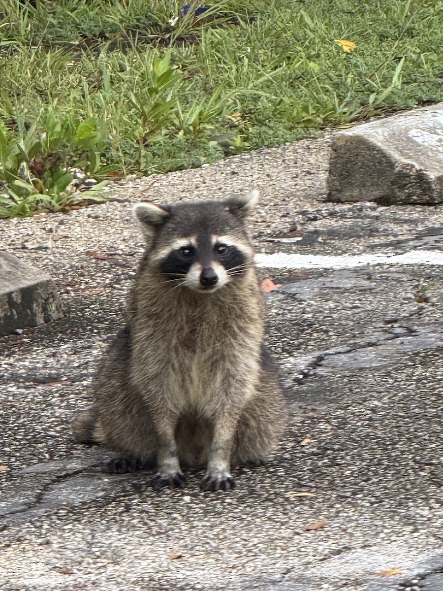Tiere - ML640137909