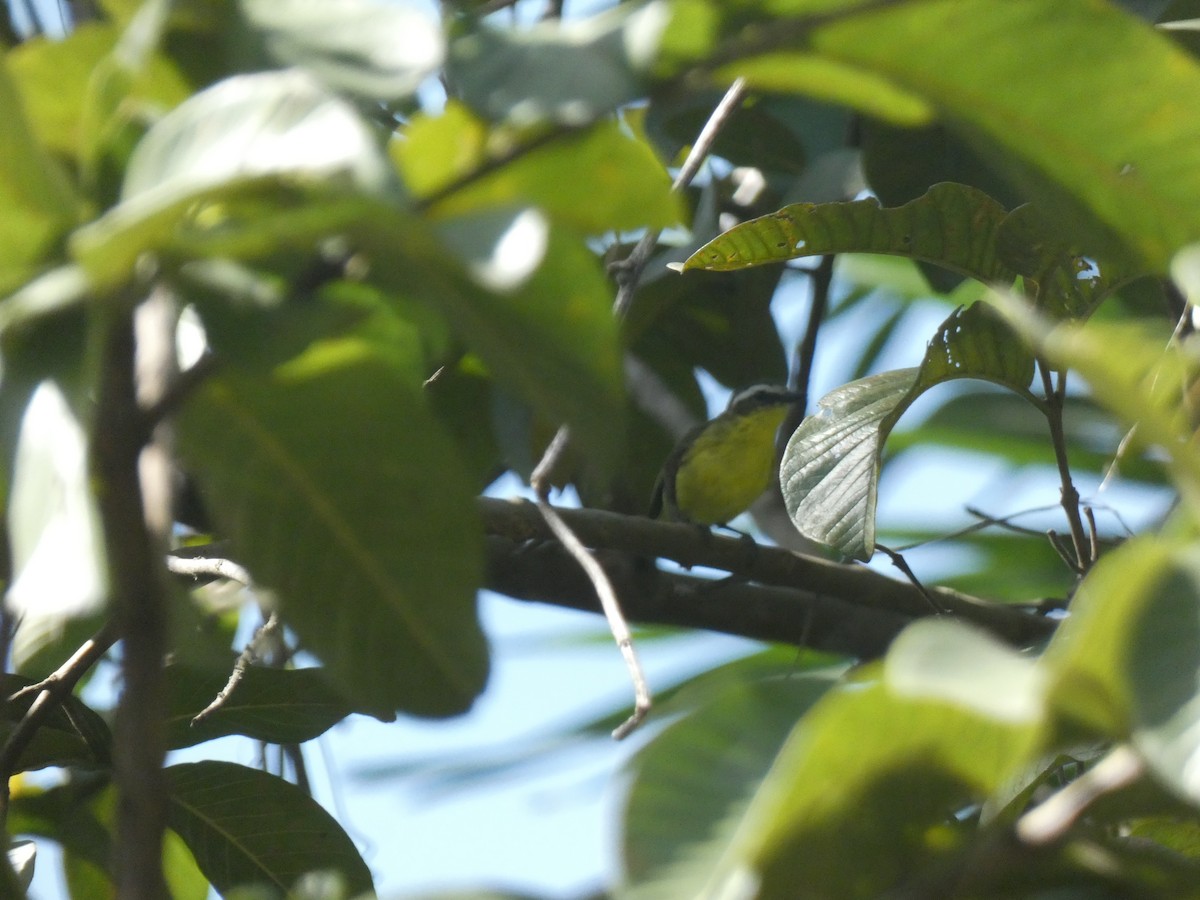 Yellow-bellied Tyrannulet - ML640137915