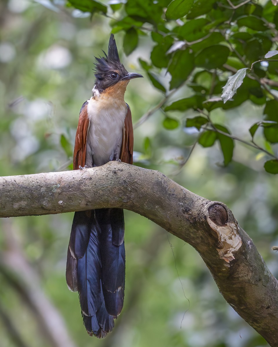 Chestnut-winged Cuckoo - ML640137981