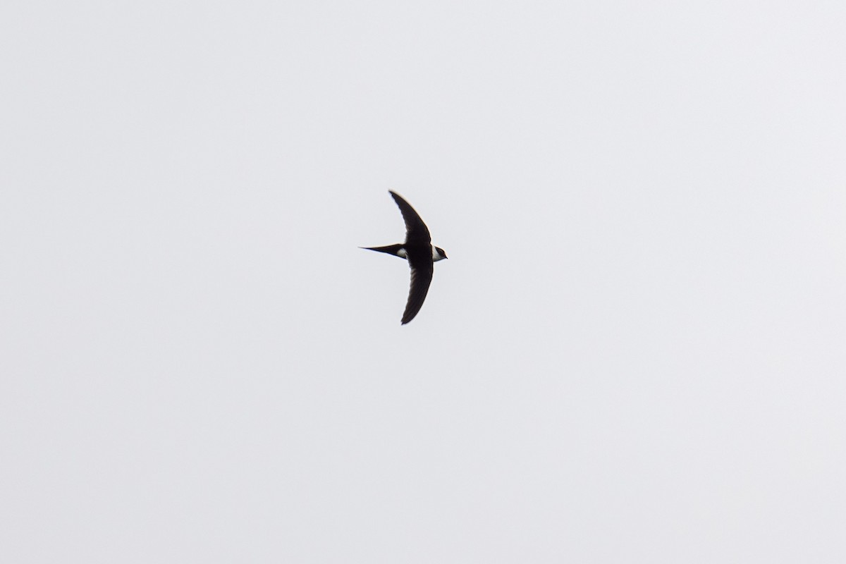 Lesser Swallow-tailed Swift - ML640138031