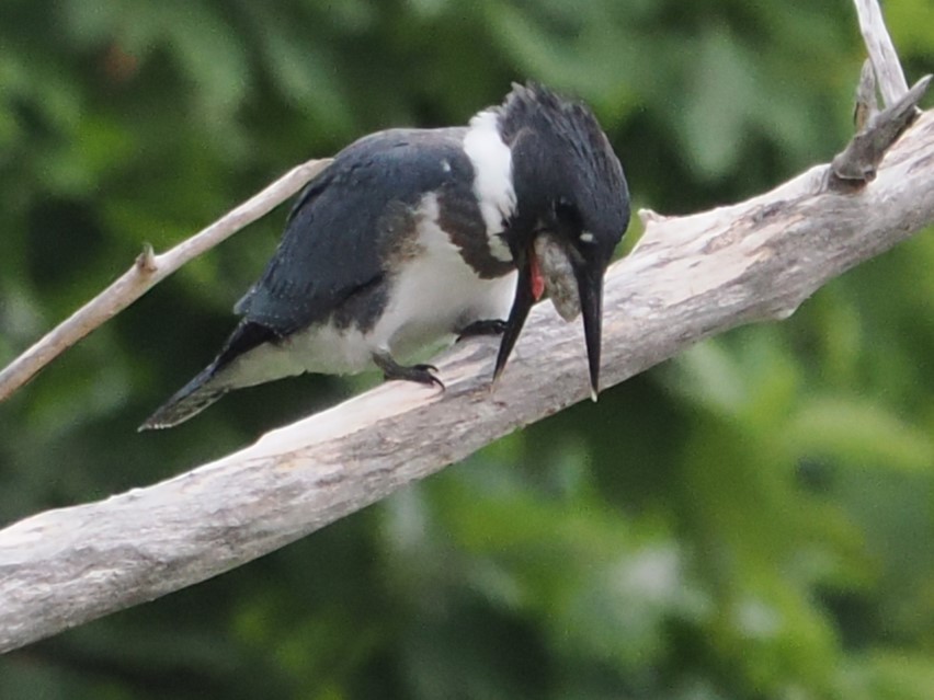Belted Kingfisher - ML640138154