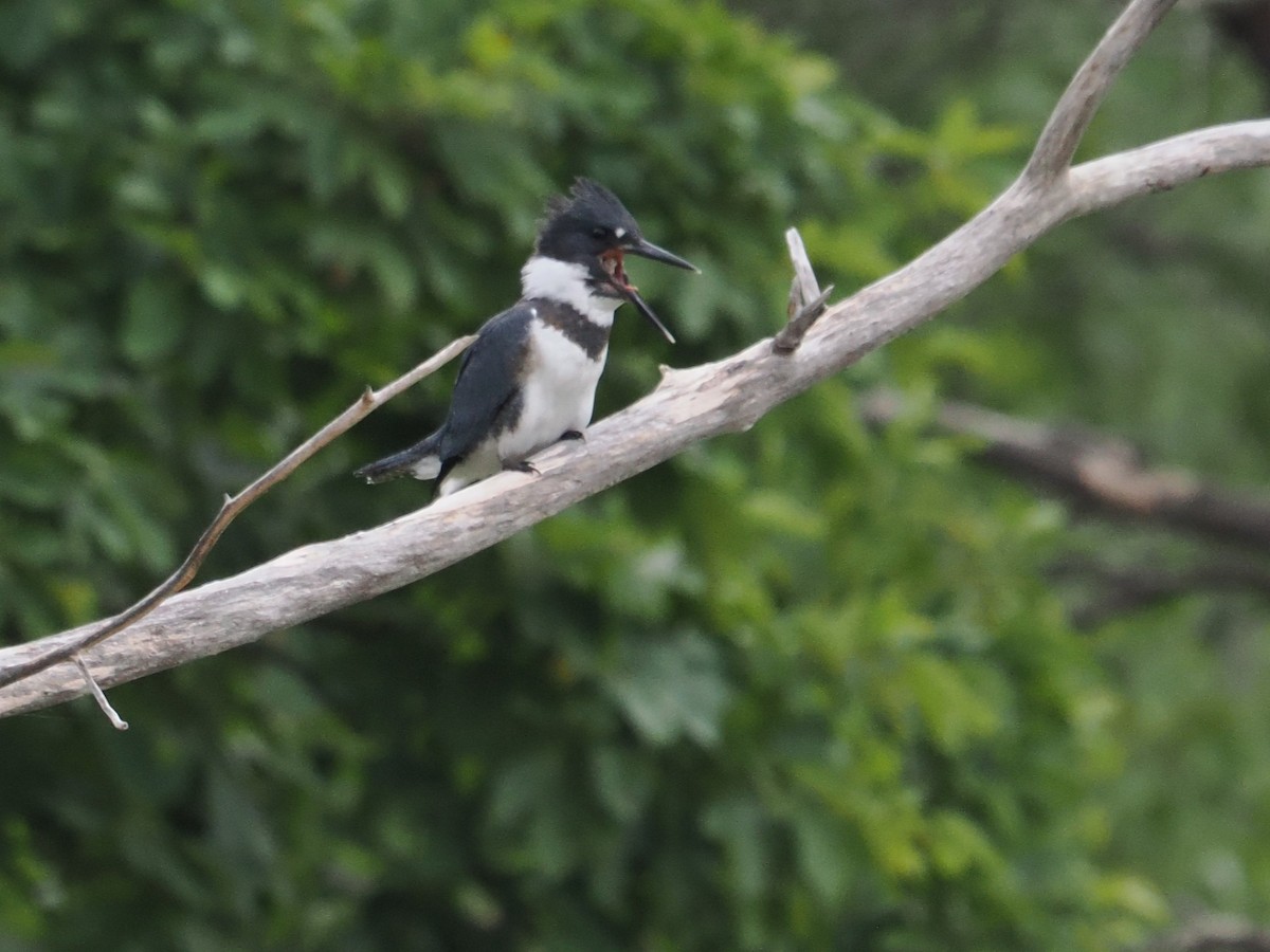 Belted Kingfisher - ML640138155