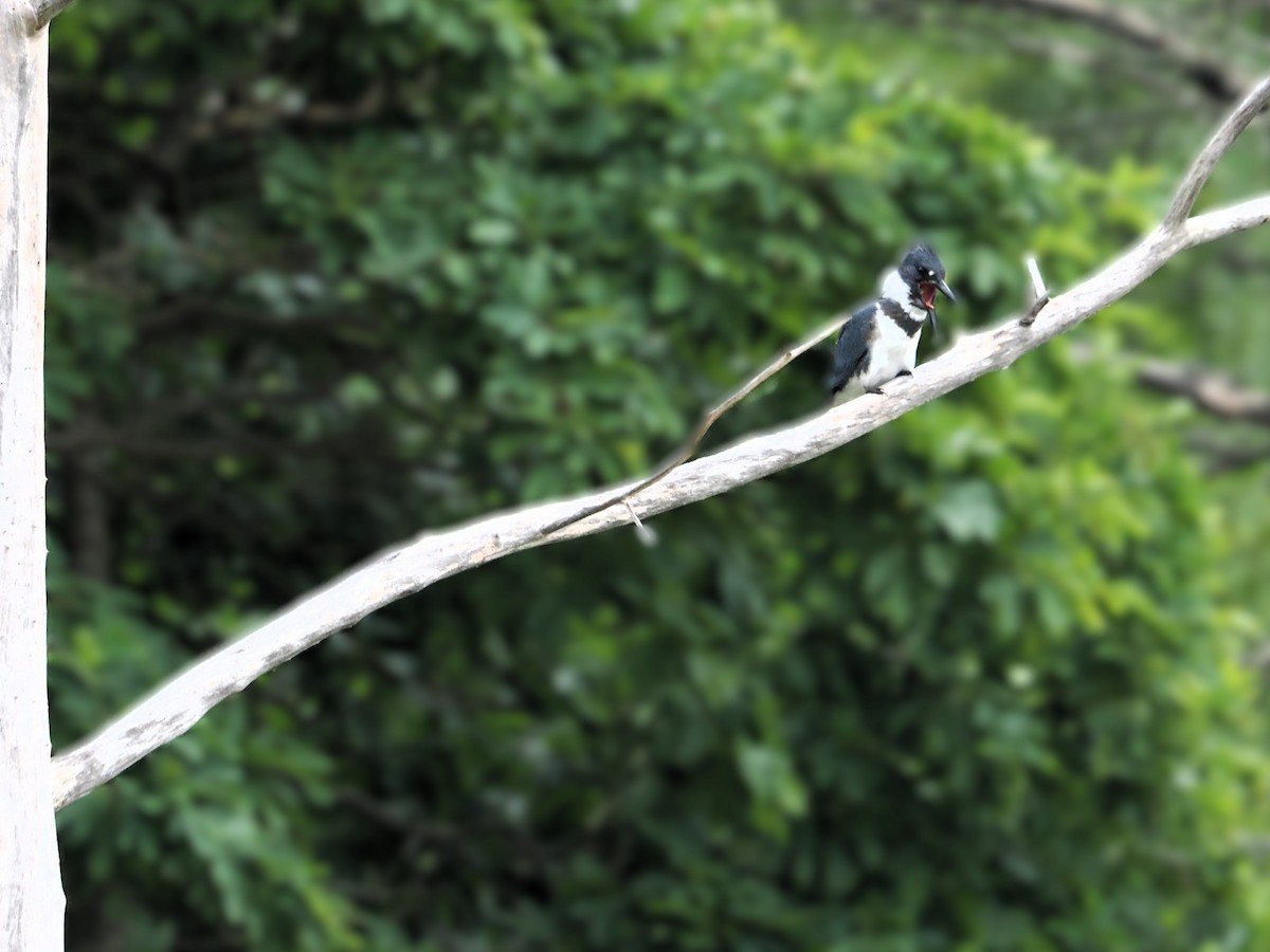 Belted Kingfisher - ML640138156